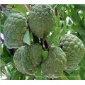 Natürlicher Graviola Extrakt / Sweetsop Extrakt (XT-FL441)